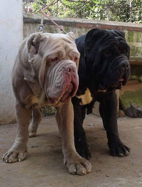 IMPORTED NEAPOLITAN MASTIFF PUPPY AVAILABLE FOR SALE 5