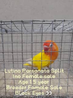 Urgent Love Birds Breeder Female sale