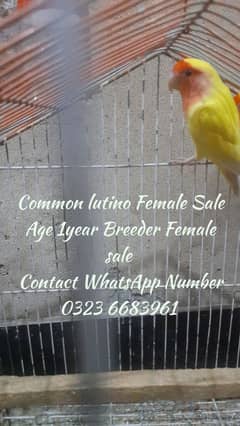 Love Birds Breeder Female sale