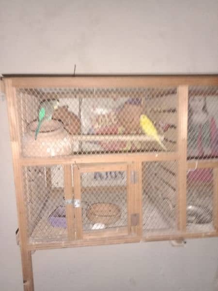 1 pair for bajri parrot and beautiful cage only 11000 1