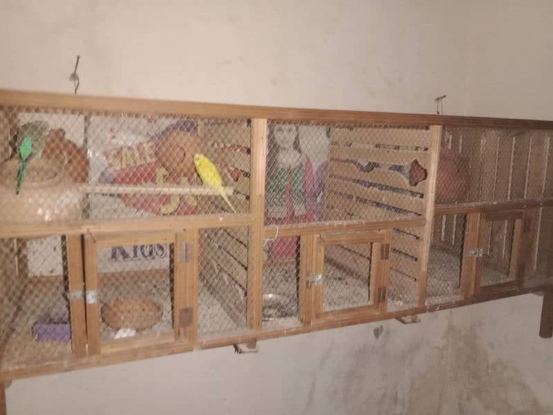 1 pair for bajri parrot and beautiful cage only 11000 2