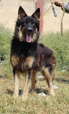 Belgium Shepherd male full security Dog available