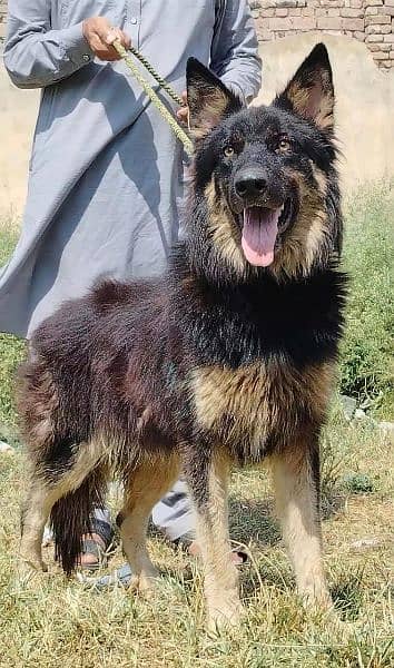 Belgium Shepherd male full security Dog available 1