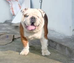 IMPORTED BRITISH BULLDOG PUPPY AVAILABLE FOR SALE 0