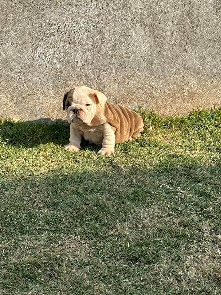 IMPORTED BRITISH BULLDOG PUPPY AVAILABLE FOR SALE 1