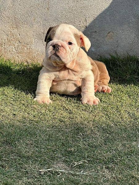 IMPORTED BRITISH BULLDOG PUPPY AVAILABLE FOR SALE 2