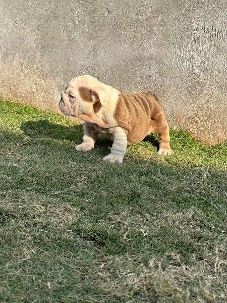 IMPORTED BRITISH BULLDOG PUPPY AVAILABLE FOR SALE 3