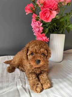 Apricot poodle for sale near me best sale