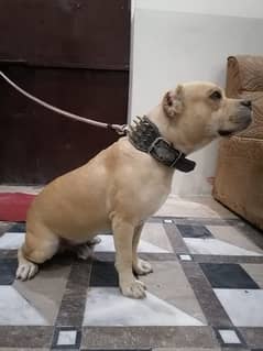 American bully dog for sale | American bully dog ready to change home