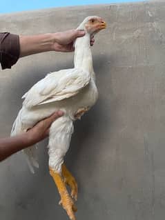 Indian Afghani Cross Chicks