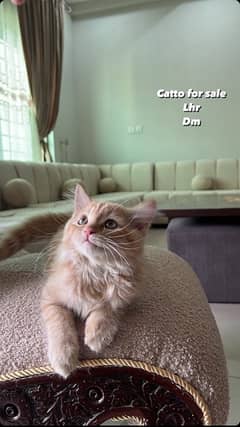 persian kitten Brown coat