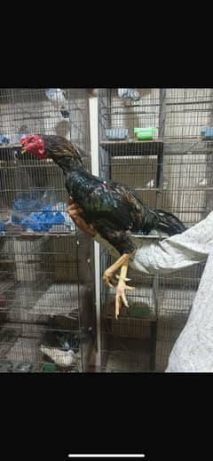 thai aseel cross rooster