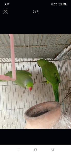 ringneck parrot for sale in 25000 they lay eggs 1