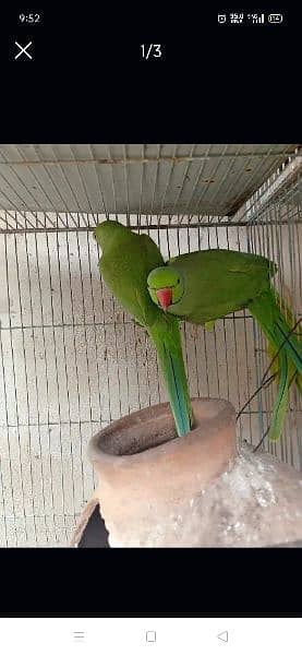 ringneck parrot for sale in 25000 they lay eggs 2