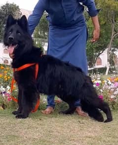 Black German Shepherd long cottid pair 13 month for sale