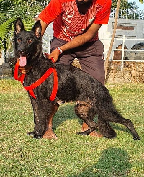 Black German Shepherd long cottid pair 13 month for sale 1