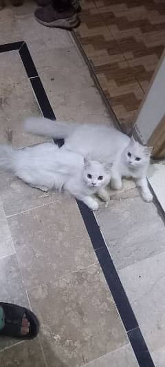 beautifully pure white perssian cats  v friendly playful