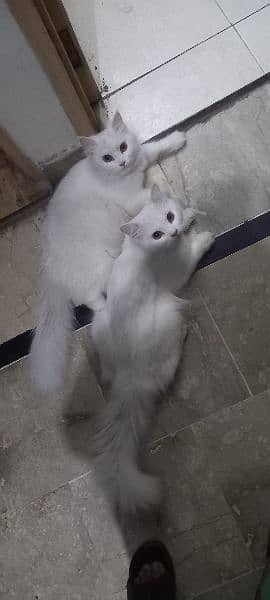 beautifully pure white perssian cats  v friendly playful 1