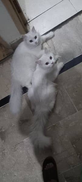 beautifully pure white perssian cats  v friendly playful 2