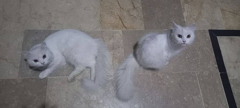 beautifully pure white perssian cats  v friendly playful 3