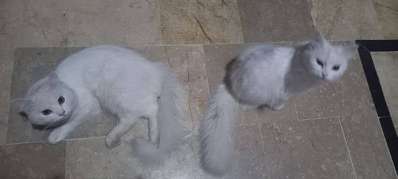 beautifully pure white perssian cats  v friendly playful 4