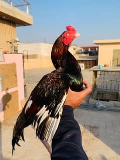 Aseel breeder for sale