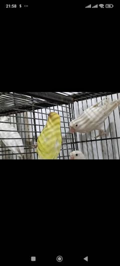 Cremino Female and Albino Red Eye Male