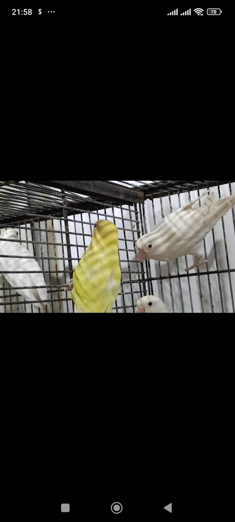 Cremino Female and Albino Red Eye Male 0