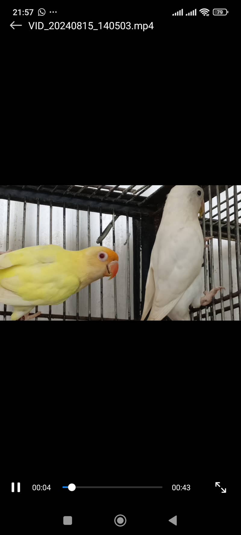 Cremino Female and Albino Red Eye Male 7