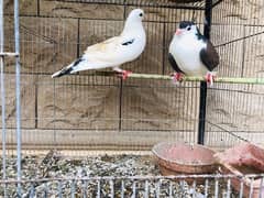 fancy pigeons