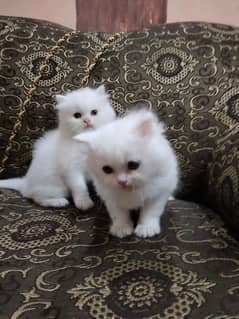 Persian Kitten|White Cute Kitten|Triple Coated|Cat Kitten