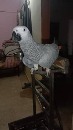 African grey parrot with heavy stand