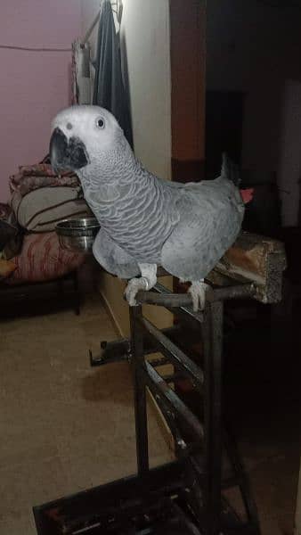 African grey parrot with heavy stand 0