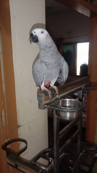 African grey parrot with heavy stand 1