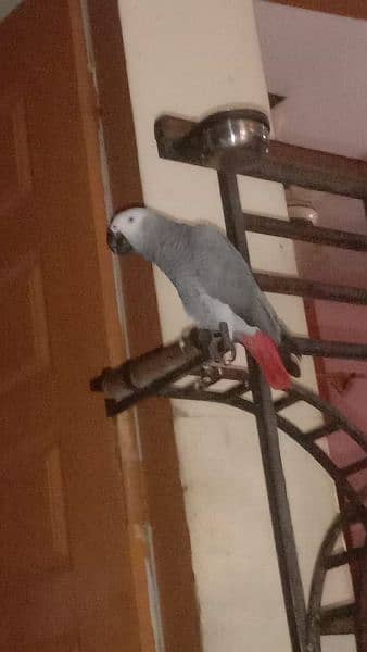 African grey parrot with heavy stand 2