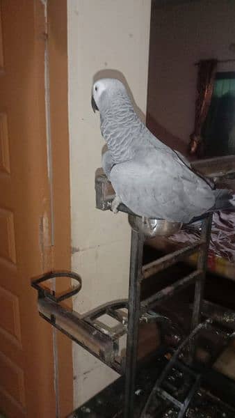 African grey parrot with heavy stand 3