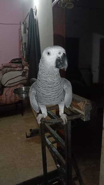 African grey parrot with heavy stand 4