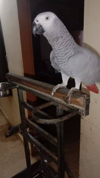 African grey parrot with heavy stand 5