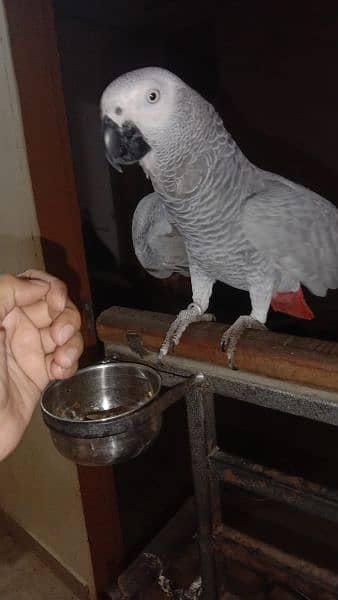 African grey parrot with heavy stand 6