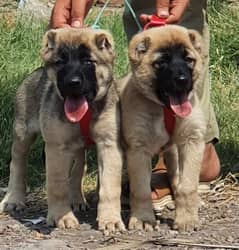 kurdish Kangal dog pair 2 month for sale