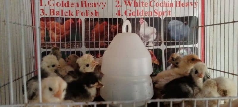 gholden havey buf white havey buf eggs available 8