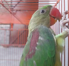 Raw parrot My WhatsApp number 0326/74/83/089