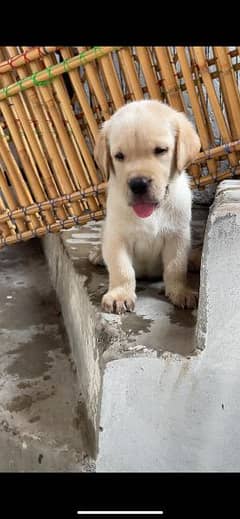 Labrador puppies for sale at a reasonable price