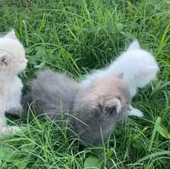 Persian kitten Triple cord