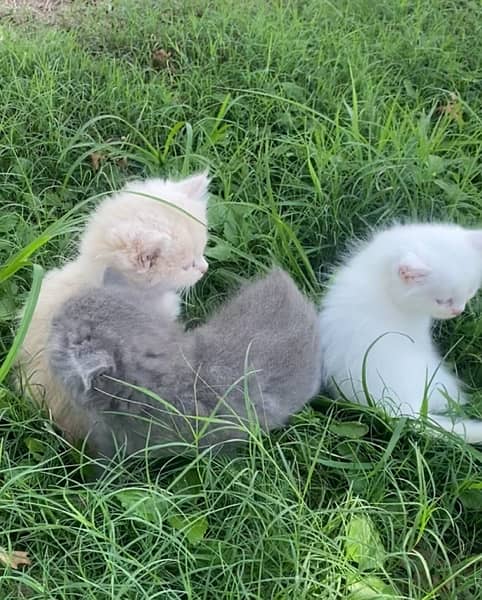 Persian kitten Triple cord 1