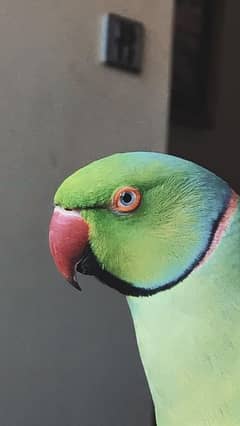 tamed ringneck