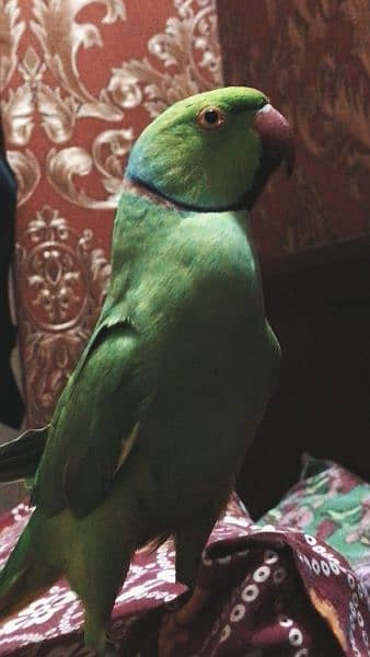 tamed ringneck 2