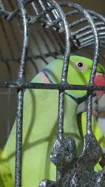 tamed ringneck 3