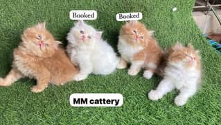 persian kittens available