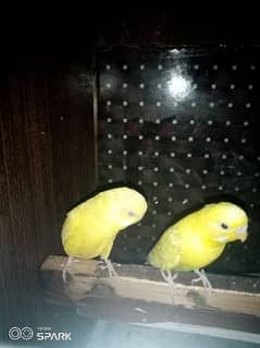 Australian parrot breeder pair